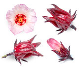 Roselle fruits and flower isolated on white, Hibiscus Sabdariffa or Roselle fruits isolated on white background.