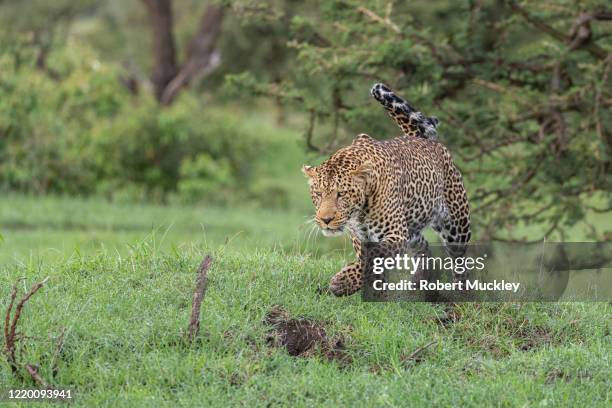 male leopard - african leopard stock pictures, royalty-free photos & images