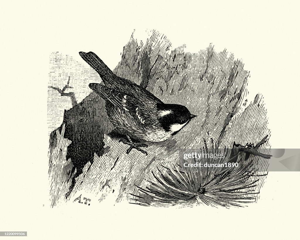 Coal tit, or cole tit, Parus lugubris