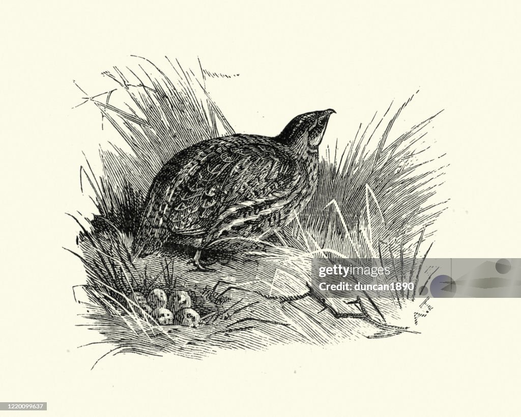 Common quail, or European quail with its nest and eggs