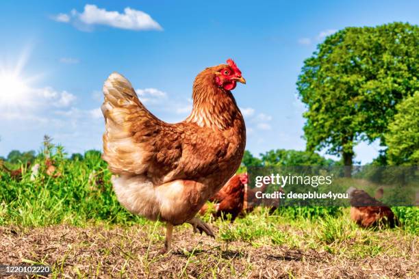 pollos de corral picoteando en la hierba, en busca de comida en un día soleado - de corral fotografías e imágenes de stock