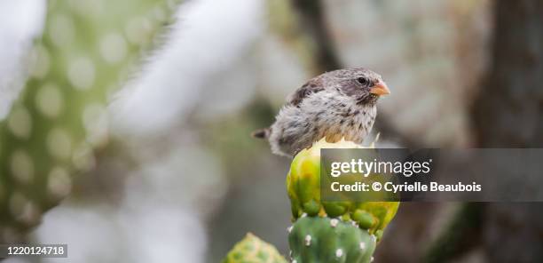 darwin's finch eating on a cactus flower - galapagos finch stock pictures, royalty-free photos & images