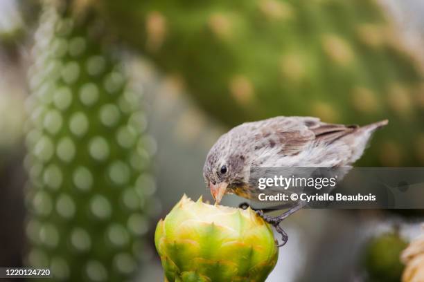 darwin's finch eating on a cactus flower - galapagos finch stock pictures, royalty-free photos & images