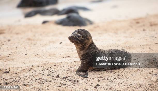 baby galápagos sea lion (zalophus wollebaeki) - ilha de san cristobal imagens e fotografias de stock