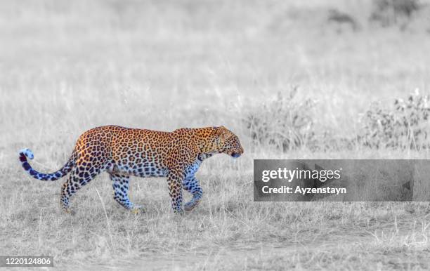 leopard hunting at wild - african leopard photos et images de collection