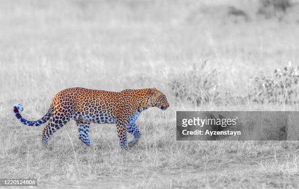 leopard hunting at wild - afrikansk leopard bildbanksfoton och bilder