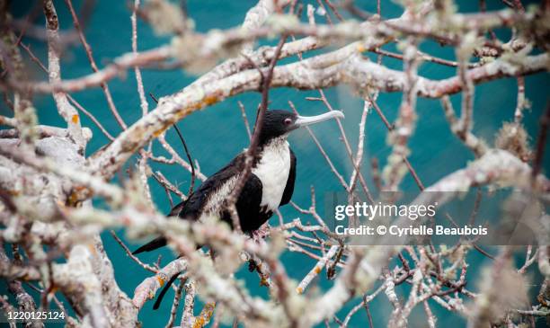 magnificent frigatebird (fregata magnificens) - ilha de san cristobal imagens e fotografias de stock