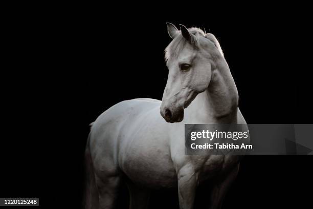 pferd pony schimmel im portrait - white horse stock pictures, royalty-free photos & images