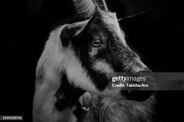 ziegen mit hörnern ziegenhorn ziegenbock in den bergen - swiss ibex stock pictures, royalty-free photos & images