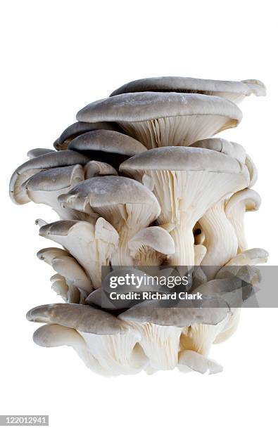 oyster mushrooms - mushroom isolated stock pictures, royalty-free photos & images