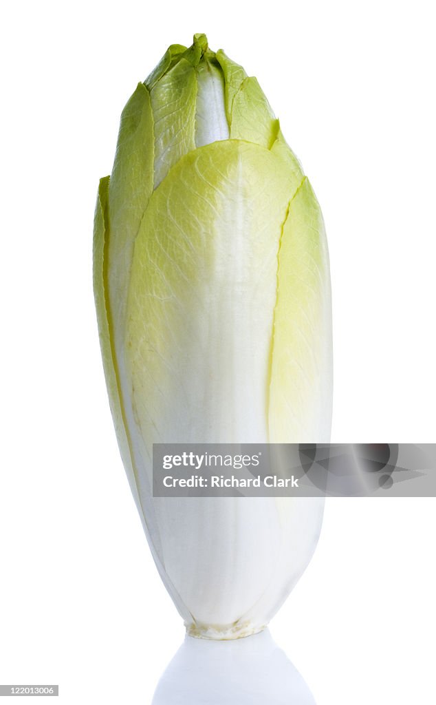 Chicory