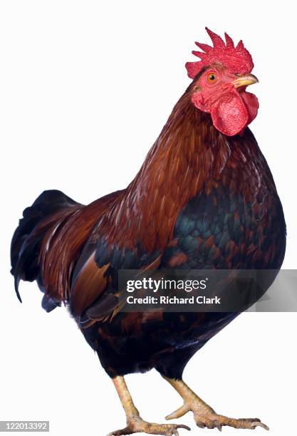 hen - chicken stock pictures, royalty-free photos & images