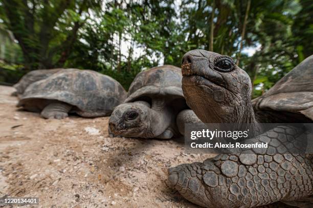 One of the largest tortoises in the world, Aldabra giant tortoise on February 2011, Seychelles, Indian Ocean. Aldabrachelys gigantea can reach 300kg....