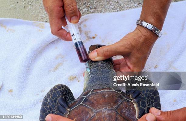 Turtle Test Green Needle Photos and Premium High Res Pictures - Getty Images