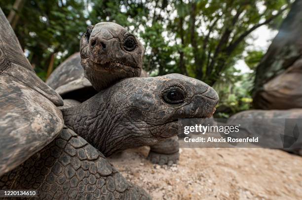 One of the largest tortoises in the world, Aldabra giant tortoise on February 2011, Seychelles, Indian Ocean. Aldabrachelys gigantea can reach 300kg....