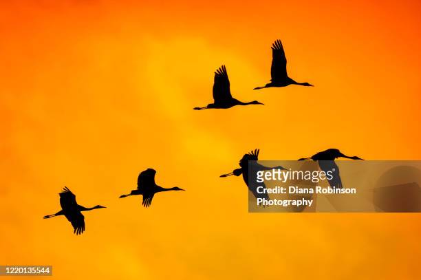 flock of sandhill cranes in flight at sunset over the platte river near kearney, nebraska - crane bird stock-fotos und bilder