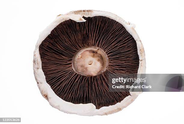 whole portobello mushroom - edible mushroom stock pictures, royalty-free photos & images