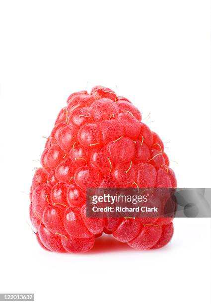 raspberry - hallon bildbanksfoton och bilder