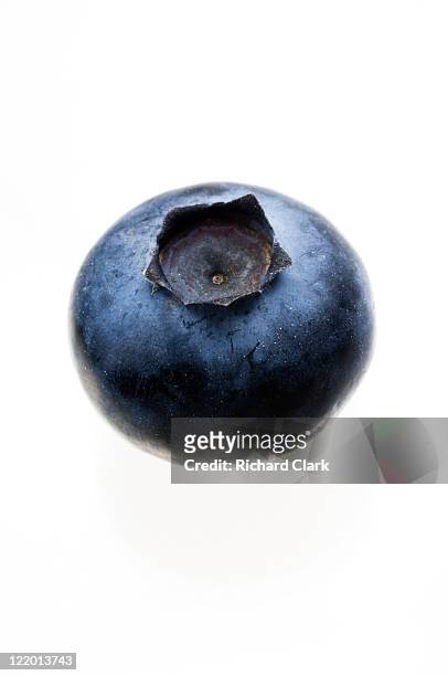 blueberries - amerikanische heidelbeere stock-fotos und bilder