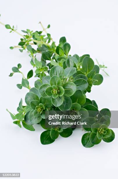 fresh thyme leaves - thyme stock pictures, royalty-free photos & images