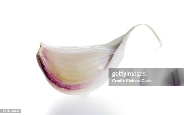 garlic clove (allium sativum) - aglio foto e immagini stock