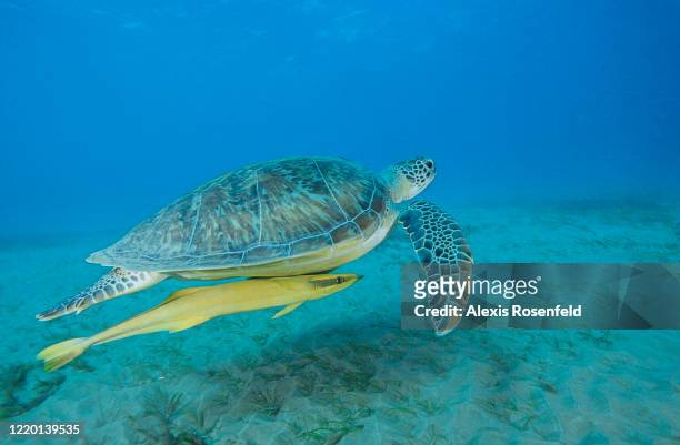 Beautiful green sea turtle is swimming followed by a huge remora on April 21 Marsa Alam, Egypt, Red Sea. Chelonia mydas is one of the largest of all...