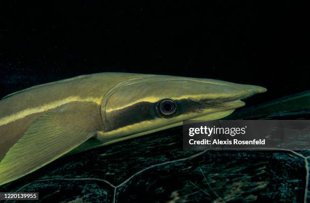 Close-up of a remora to the back of a green sea turtle on April 21 Marsa Alam, Egypt, Red Sea. Remora is well are known to attach to marine turtles,...