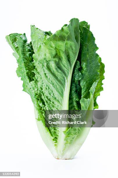 hearts of romaine lettuce - lettuce stockfoto's en -beelden