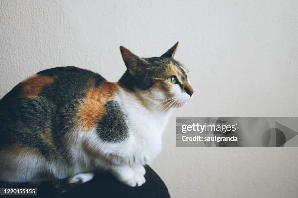 profile of female cat sitting - tortoise shell ストックフォトと画像