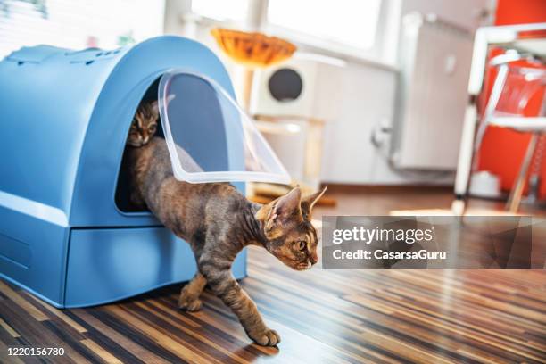 hauskatze tritt aus geschlossener wurfbox im wohnzimmer - stock photo - katze karton stock-fotos und bilder