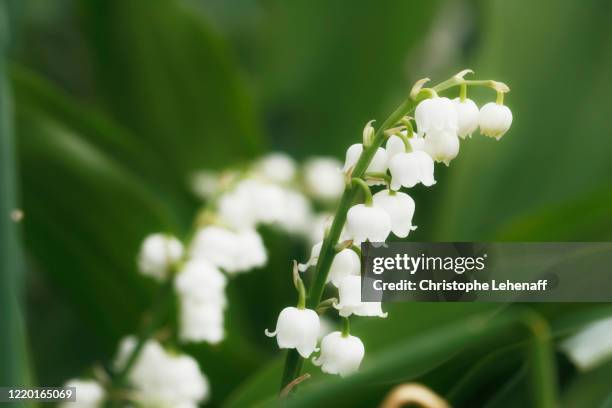 lily of the valley in advanced flowering due to climate change - lily of the valley stock pictures, royalty-free photos & images