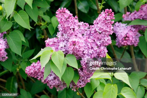 close up on lilac in a garden - flieder stock-fotos und bilder