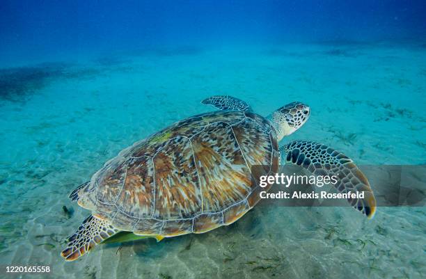 Beautiful green sea turtle swims on sea grass in a shallow water on April 21 Marsa Alam, Egypt, Red Sea. Chelonia mydas is one of the largest of all...