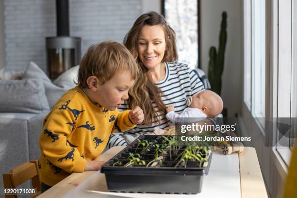 a mother and her toddler son planting an indoor garden during the covid home quarantine. - jordan weiss stock-fotos und bilder