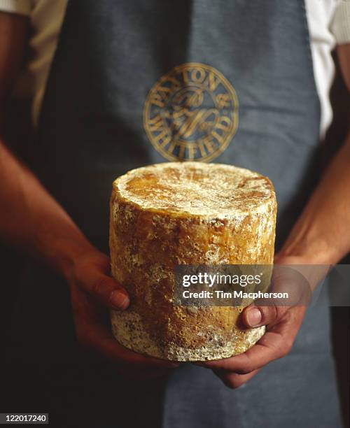 person holding a baby stilton - stilton stock-fotos und bilder