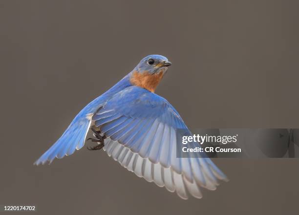 eastern bluebird - eastern bluebird stock-fotos und bilder