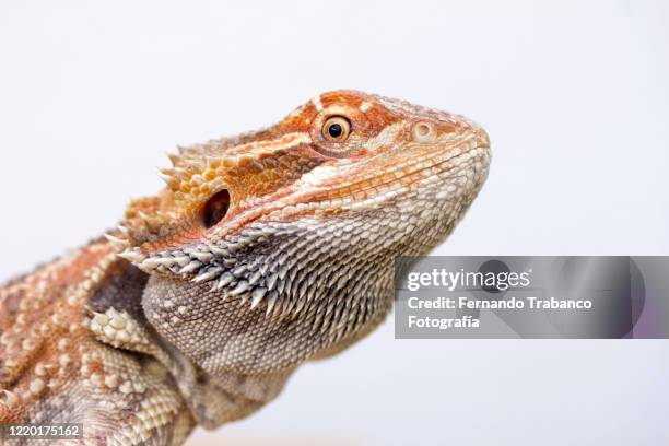 bearded dragon - bearded dragon stock pictures, royalty-free photos & images