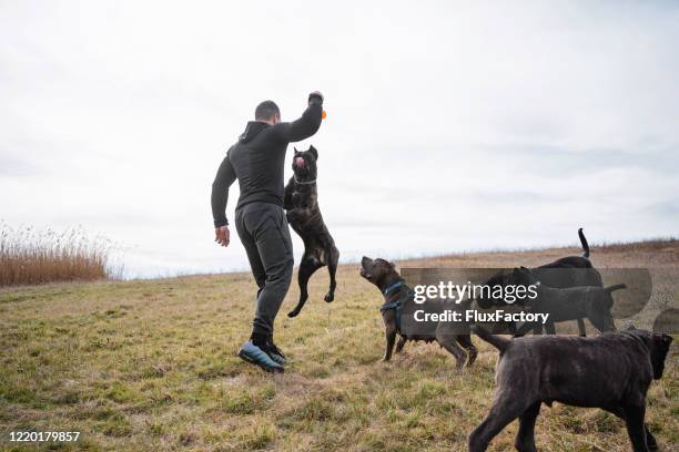 fröhliche hunde spielen mit ihrem besitzer auf einer wiese - züchter stock-fotos und bilder