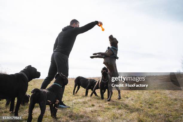 big dog family playing with their owner - breeder stock pictures, royalty-free photos & images