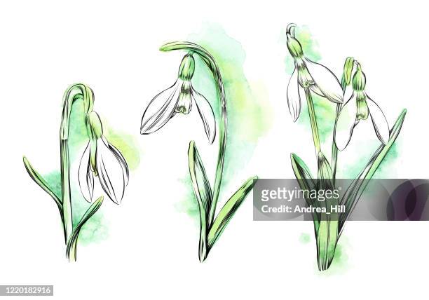 ilustrações, clipart, desenhos animados e ícones de ilustração do vetor de aquarela e tinta das flores de gota de neve na primavera - snowdrop