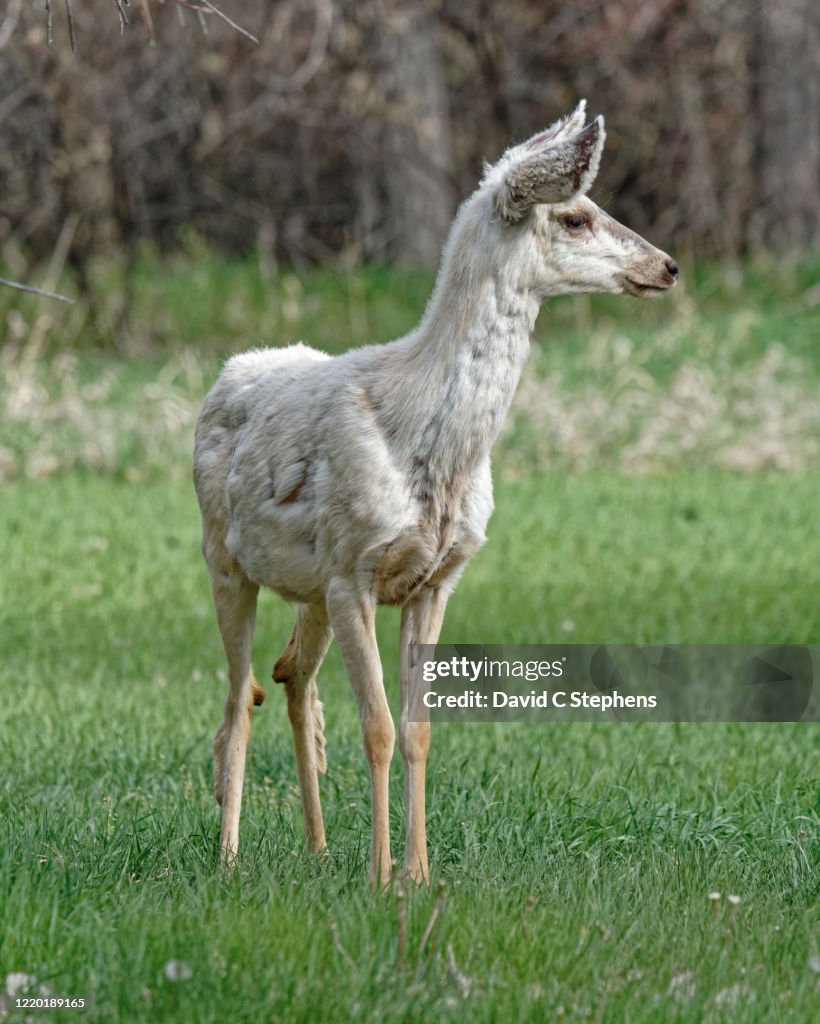 Young White Leucistic Mule Deer Buck Poses In Lush Green Grass High-Res ...