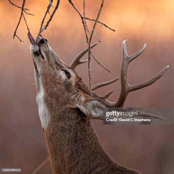 white-tail buck marks his territory during the rut. - rutting stock-fotos und bilder