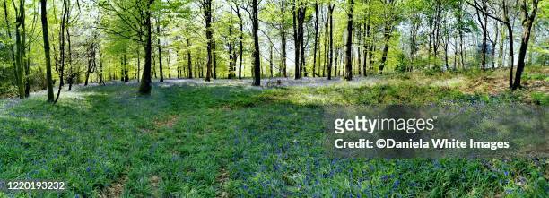 bluebells wood in hurtwood, shapley green,surrey ,england - copse stock pictures, royalty-free photos & images