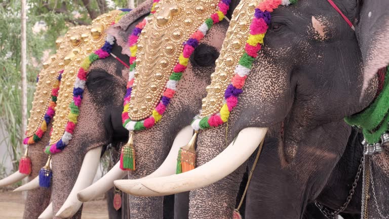 https://media.gettyimages.com/id/1220200881/video/decorated-elephants-at-temple-festival-in-siva-temple-ernakulam-kerala-india.jpg?b=1&s=640x640&k=20&c=vKsG_cH9COo3-mB1JPch1MfjnH8EXsKFIPg40GI4McE=