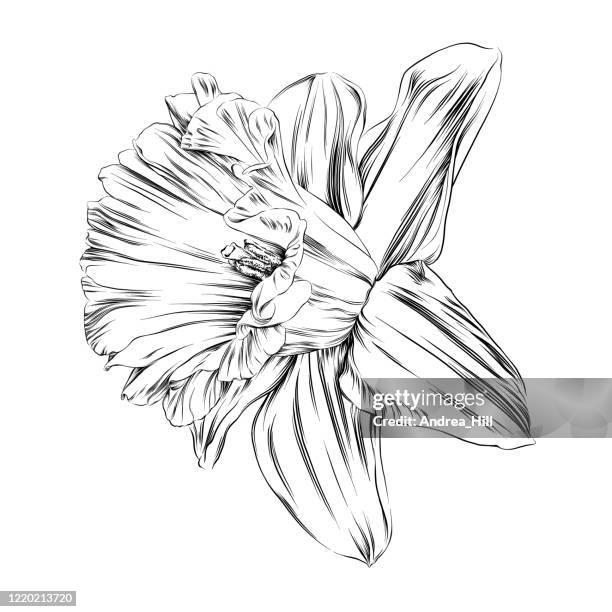 daffodil pen and ink vector illustration - daffodils stock illustrations