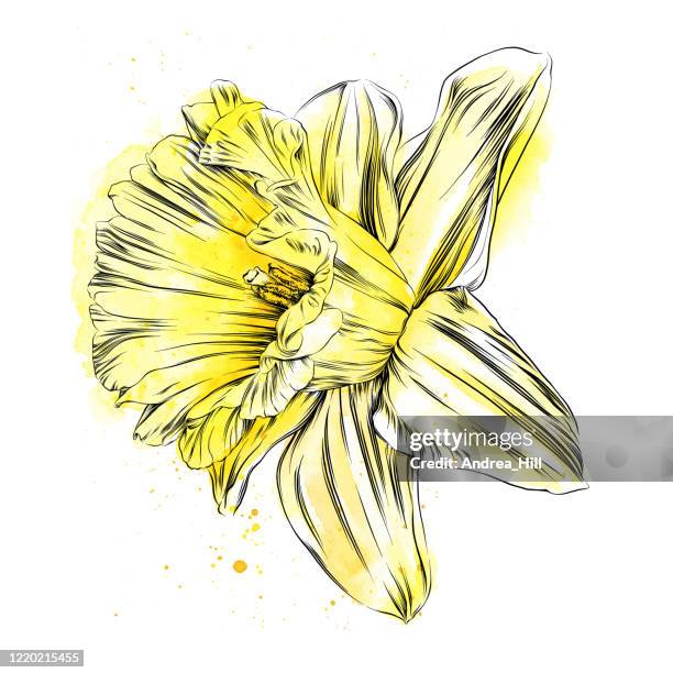 aquarell und tinte narzissen zeichnung - vektor eps illustration - paperwhite narcissus stock-grafiken, -clipart, -cartoons und -symbole