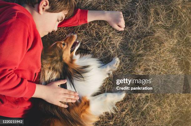 spending a nice sunny day with a family - collie stock pictures, royalty-free photos & images