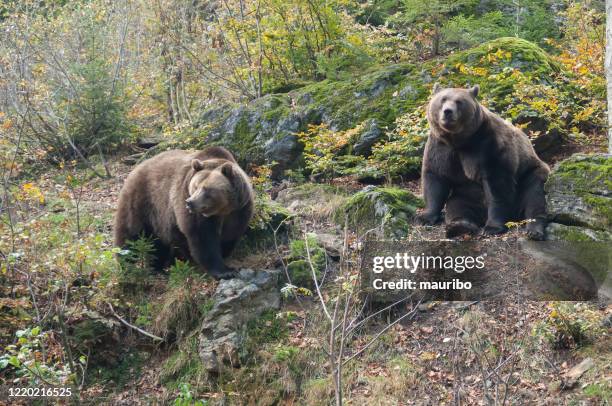 zwei bären im wald - braunbär stock-fotos und bilder