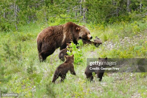 Grizzly bear named "399" walks with her four cubs along the main highway near Signal Mountain on June 15, 2020 outside Jackson, Wyoming. 399 inhabits...