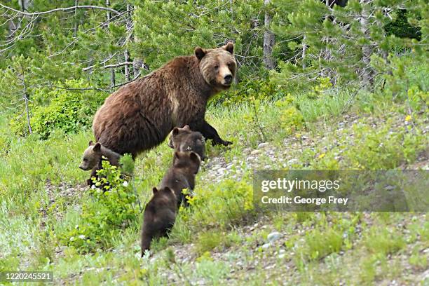 Grizzly bear named "399" walks with her four cubs along the main highway near Signal Mountain on June 15, 2020 outside Jackson, Wyoming. 399 inhabits...